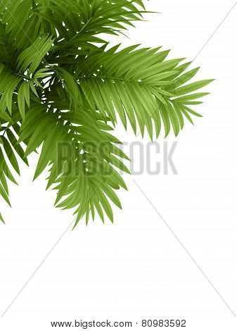 Tropical Plant