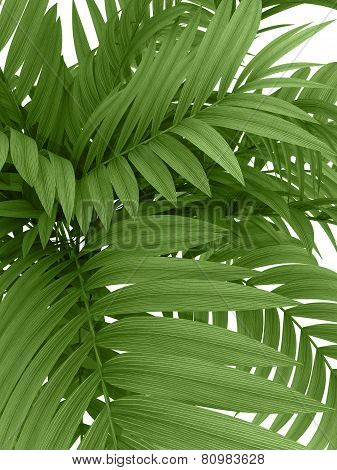 Tropical Plant