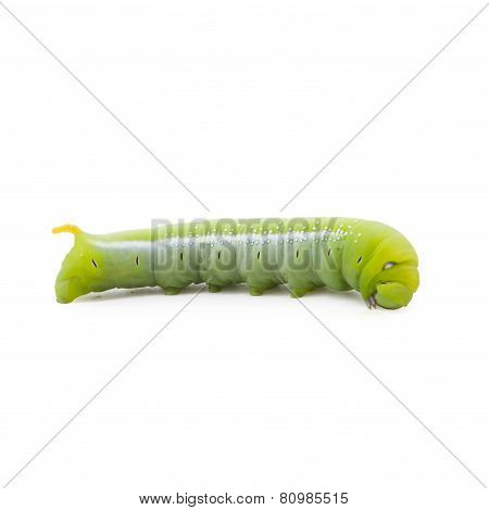 Caterpillars eat leaves isolated on white background