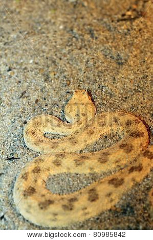 Desert Horned Viper