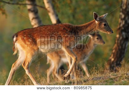Fallow Deer Family