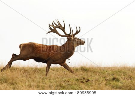Male Cervus Elaphus On The Run