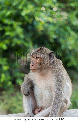 Monkey