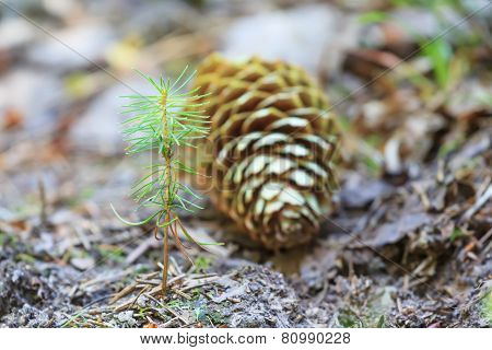 Beginning of young spruce tree life