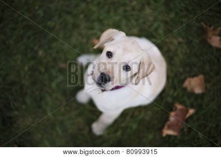 Baby Pappy White Labrador On Green Grass And Leafs