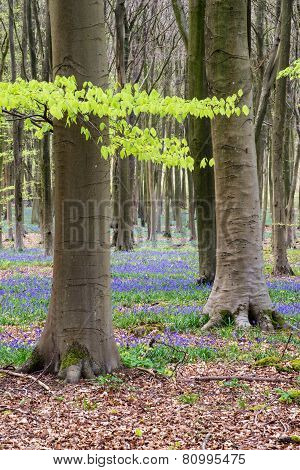Stunning Bluebell Flowers In Spring Forest Landscape