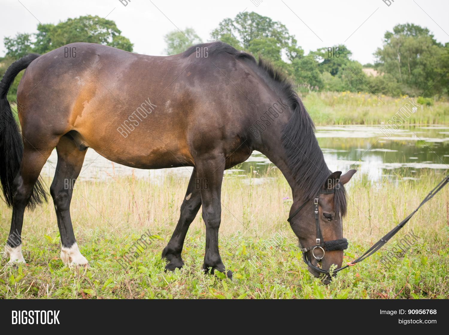 Beautiful Horse Posing Image & Photo (Free Trial) Bigstock