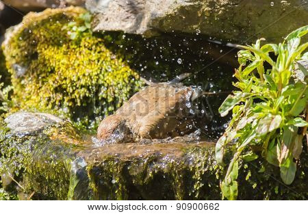 Mistle thrush bath