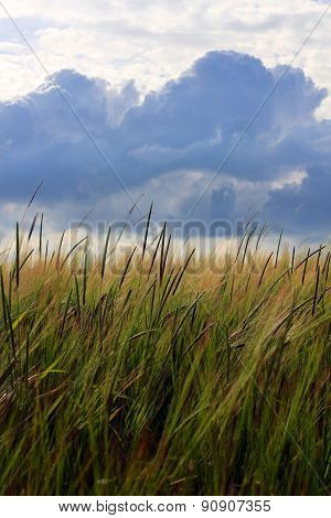 Barley Crop Growing Under Cloudy Sky Detail