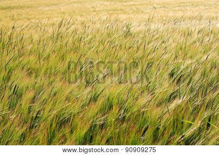 Green Field Of Barley Crop Texture