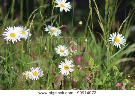 Field Of Daisies