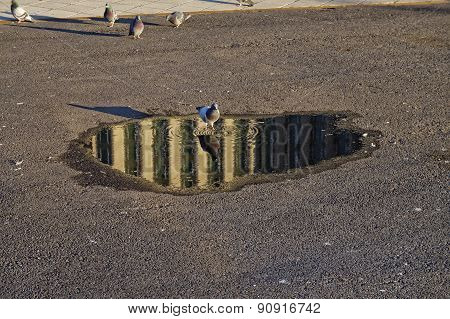 Pigeon drinking from a puddle 02