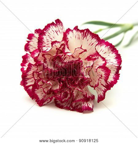 Vareigated Carnation Flowers