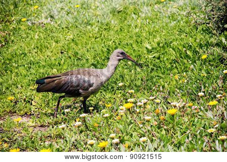 Hadeda Ibis