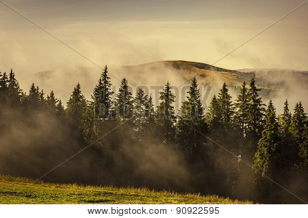 Misty Morning