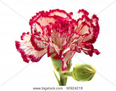 Vareigated Carnation Flowers