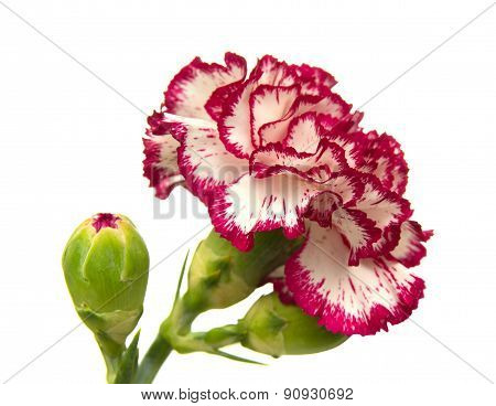 Vareigated Carnation Flowers