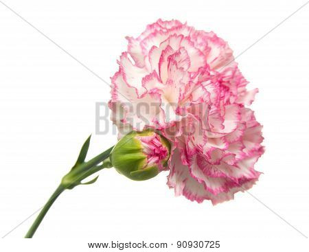 Vareigated Carnation Flowers