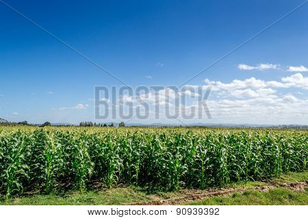 Crop Fields