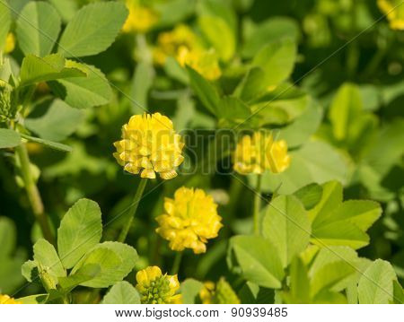 Trifolium aureum, Golden Clover flower in spring sunshine