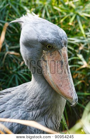 The Shoebill Closeup.
