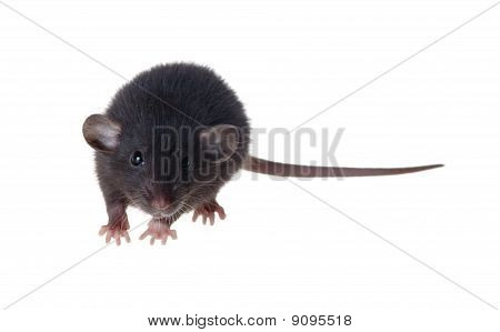 Rat noir de race Dumbo