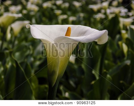 Field of white calla flowers