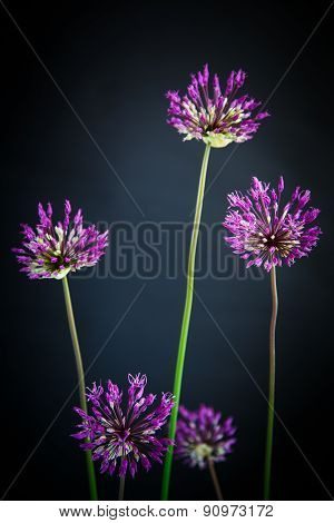 Allium
