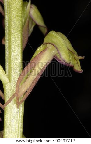 Man Orchid
