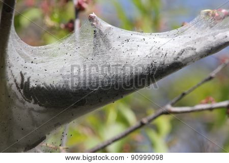 Eastern tent Caterpillar (Malacosoma americanum)