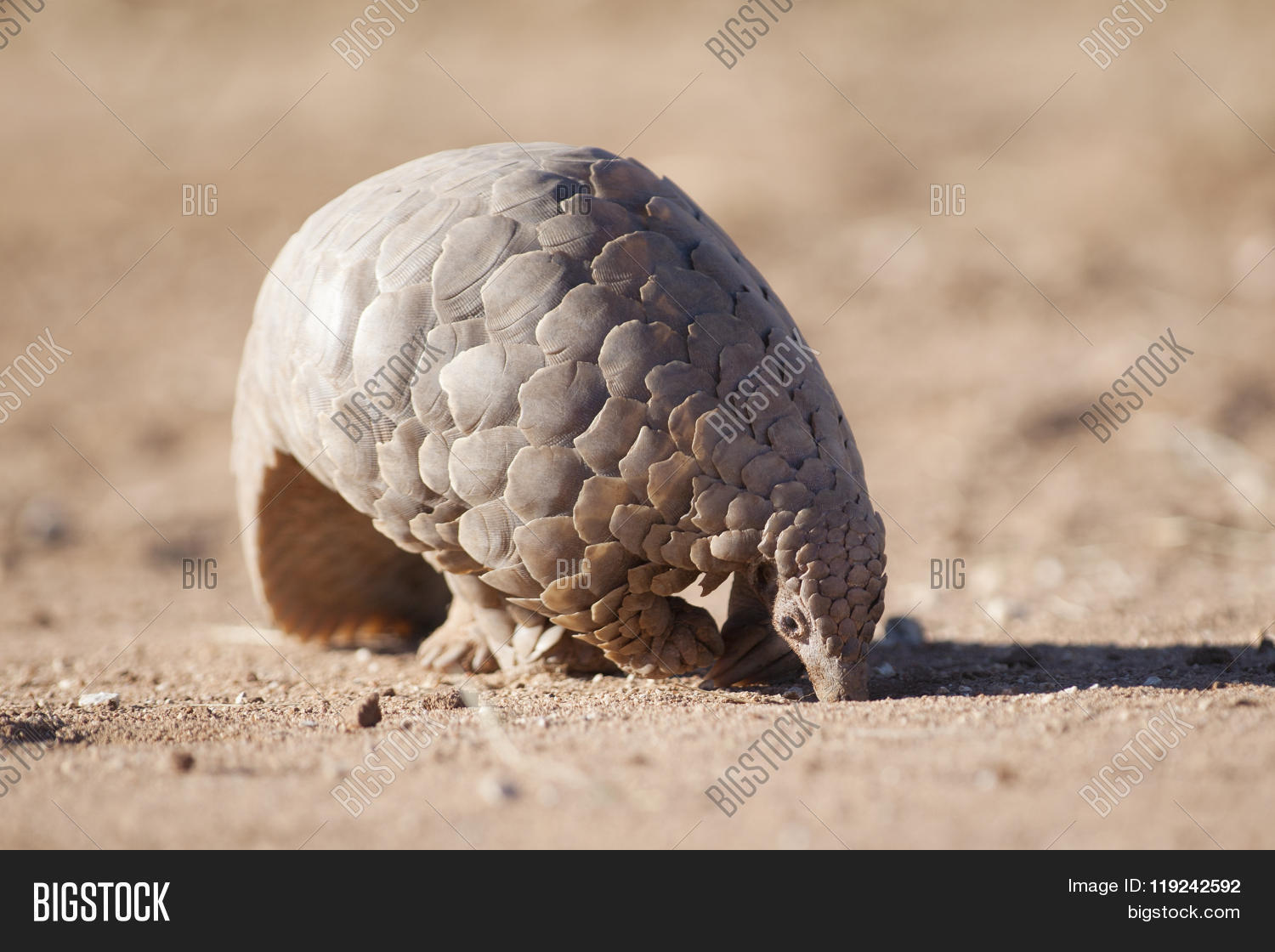 Image Preview