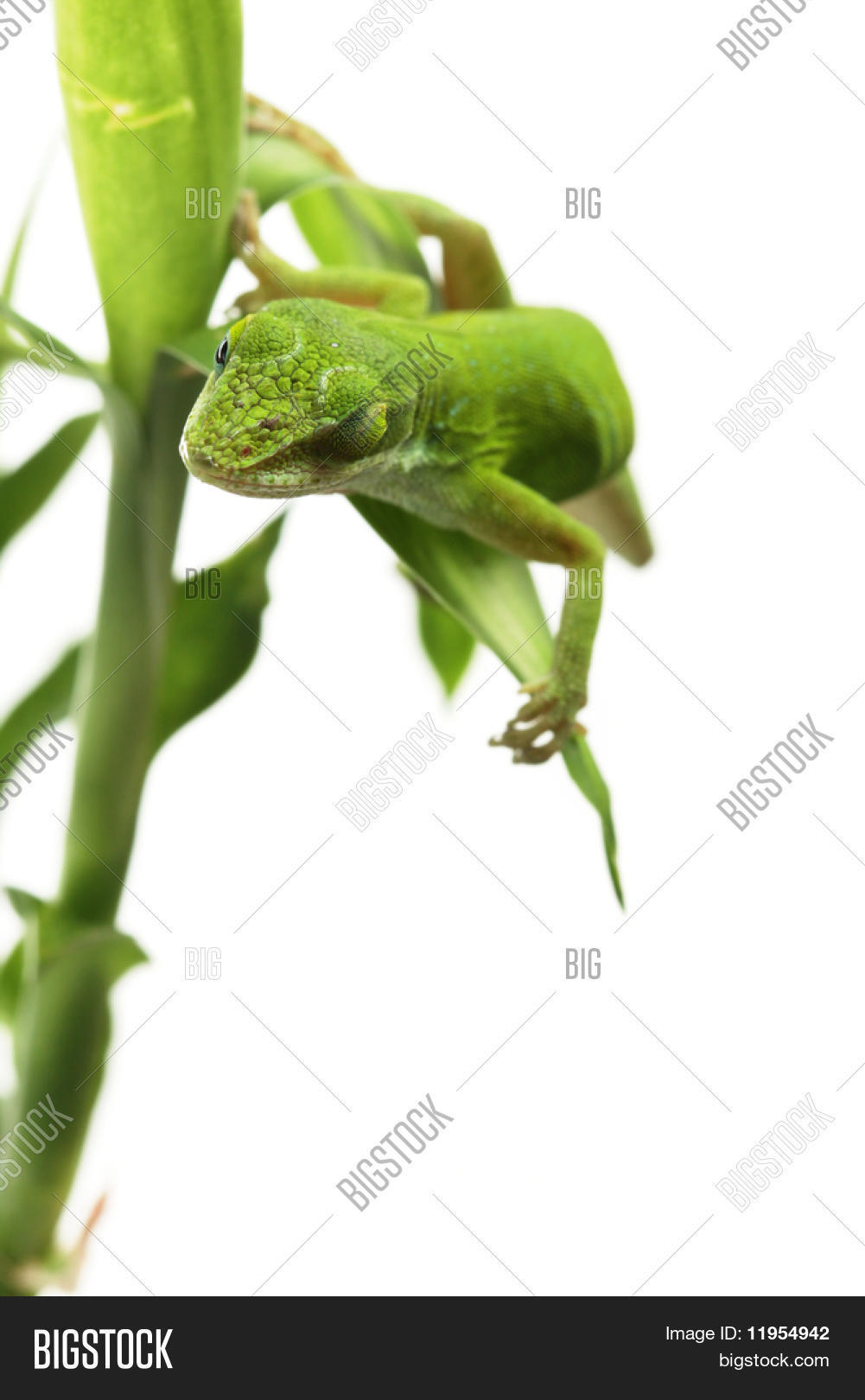Image Preview