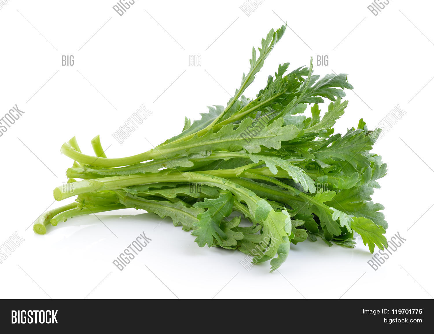 Garland Chrysanthemum Image & Photo (Free Trial) Bigstock