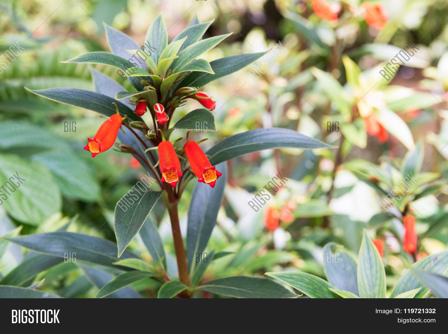 Image Preview