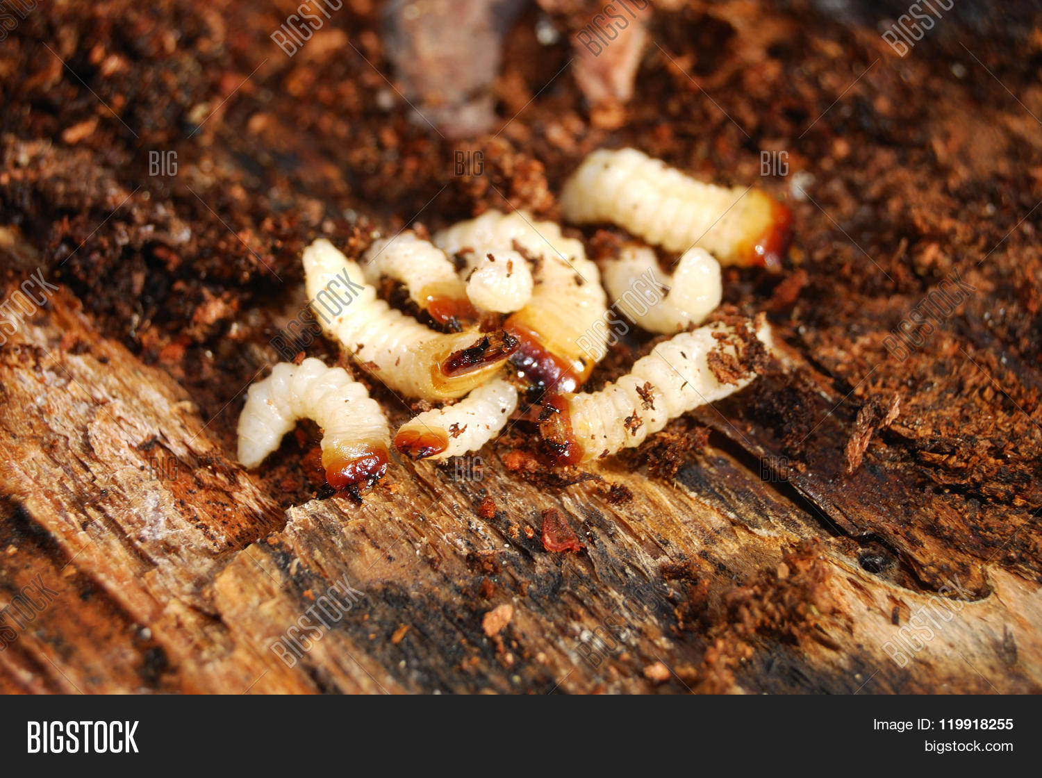 White Bug Larvae On Image & Photo (Free Trial) Bigstock