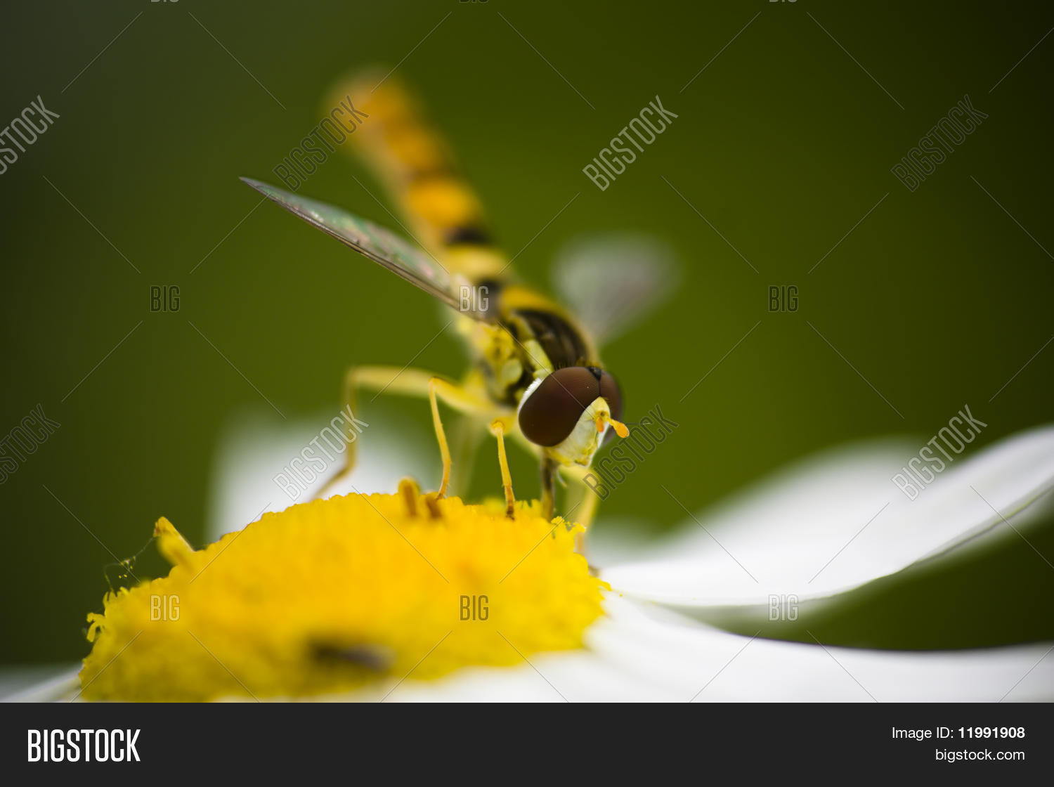 Image Preview