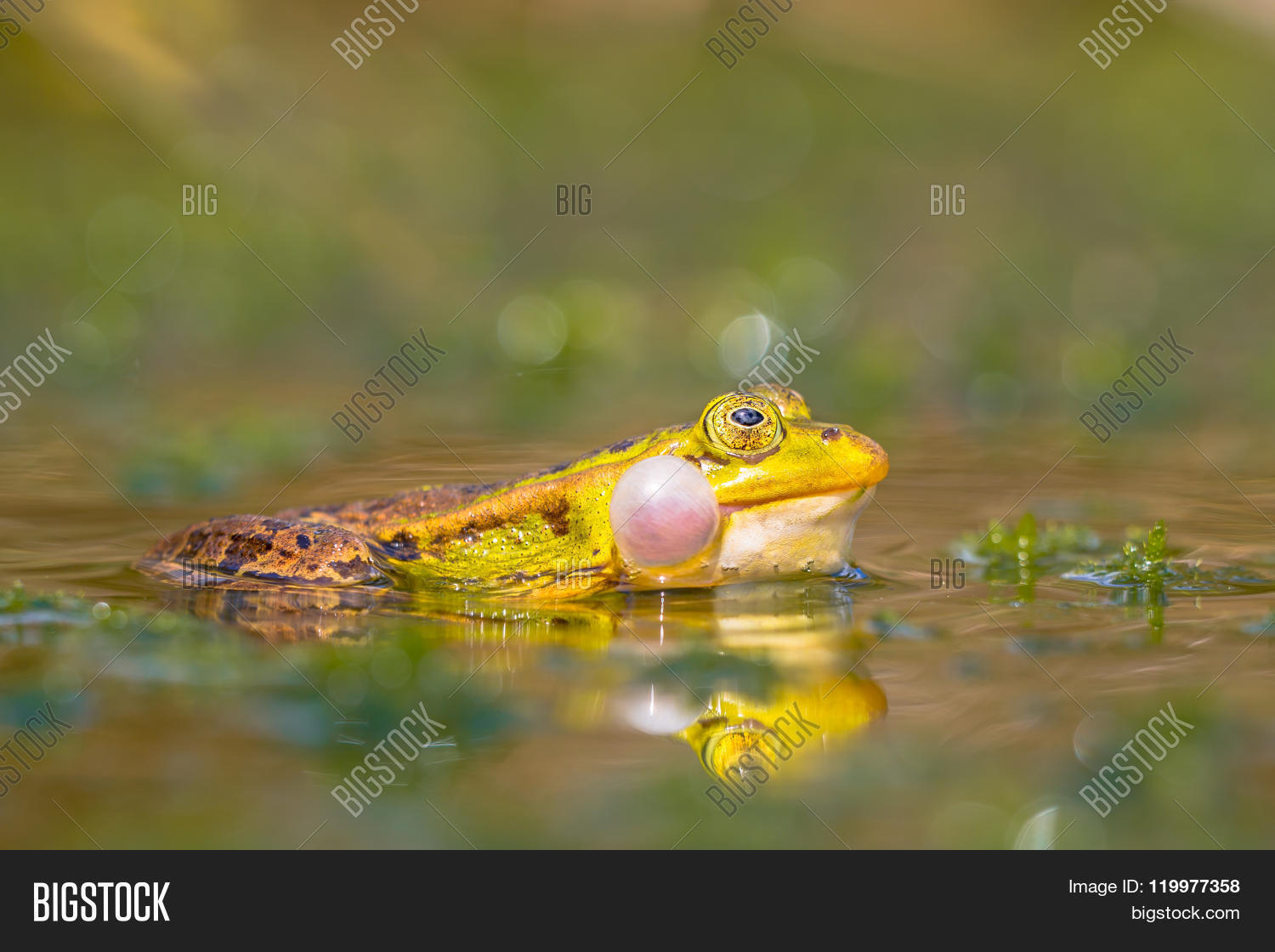 Image Preview