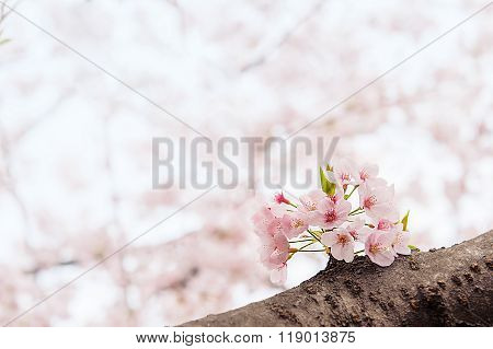 Cherry Blossom With Soft Focus, Sakura Season In Korea,background