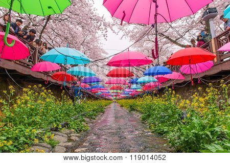 Jinhae Gunhangje Festival is the largest cherry blossom festival in Korea.