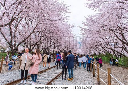 Jinhae Gunhangje Festival is the largest cherry blossom festival in Korea.