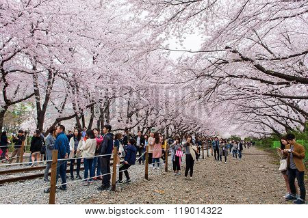 Jinhae Gunhangje Festival is the largest cherry blossom festival in Korea.