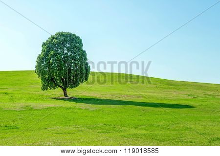 Single Tree,tree In Field And Blue Sky.olympic Park In Korea.