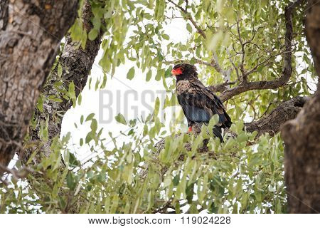 Bateleur