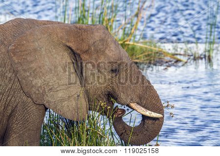 African Bush Elephant In Kruger National Park, South Africa