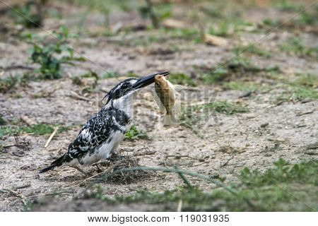 Pied Kingfisher In Kruger National Park, South Africa