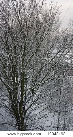 Winter tree