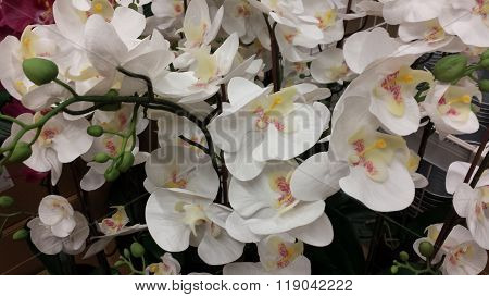 Orchids