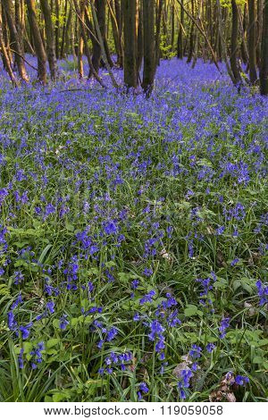 Hyacinth Purple Bluebells