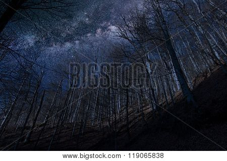 Night full of stars seen through trees Milky Way through trees