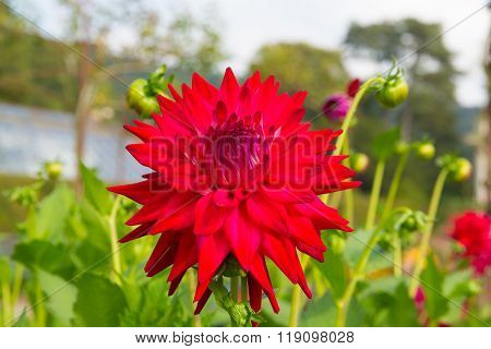 Dahlia tahoma tom tom semi-cactus colourful flower red in colour in a garden